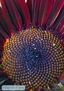 Solsikke 'Velvet Queen' – Helianthus annuus