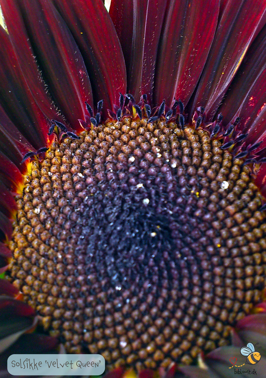 Solsikke 'Velvet Queen' Helianthus annuus