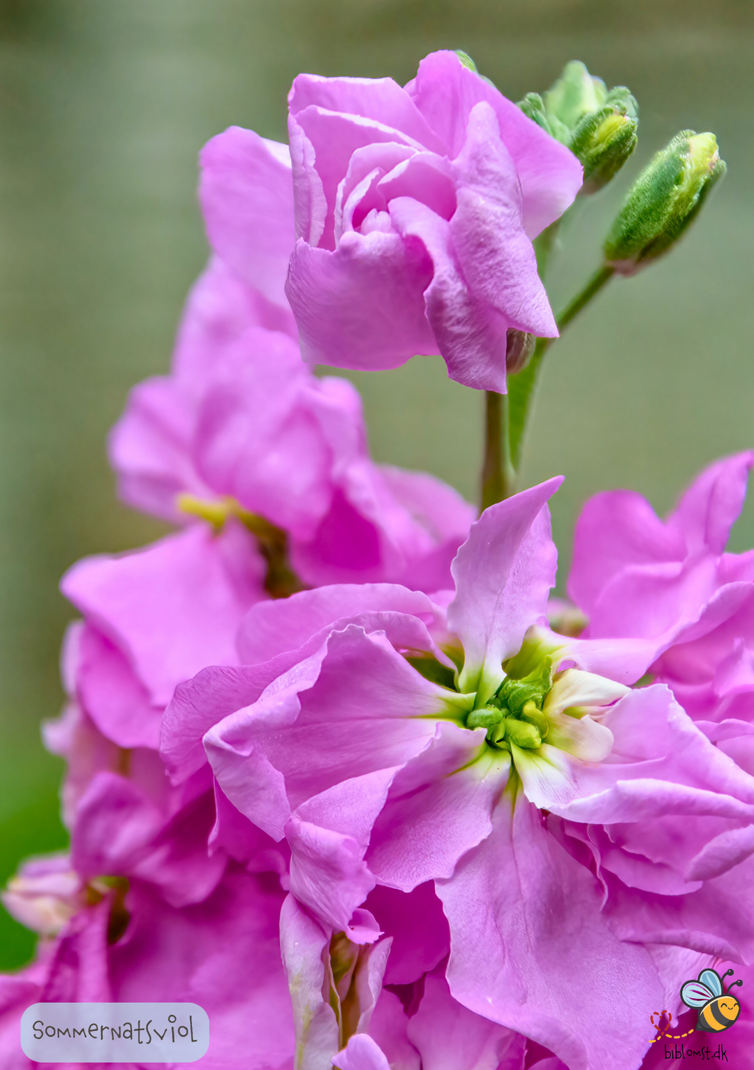 Sommernatsviol – Matthiola incana annua