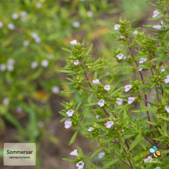 Bønneurt/Sommersar - satureja hortensis