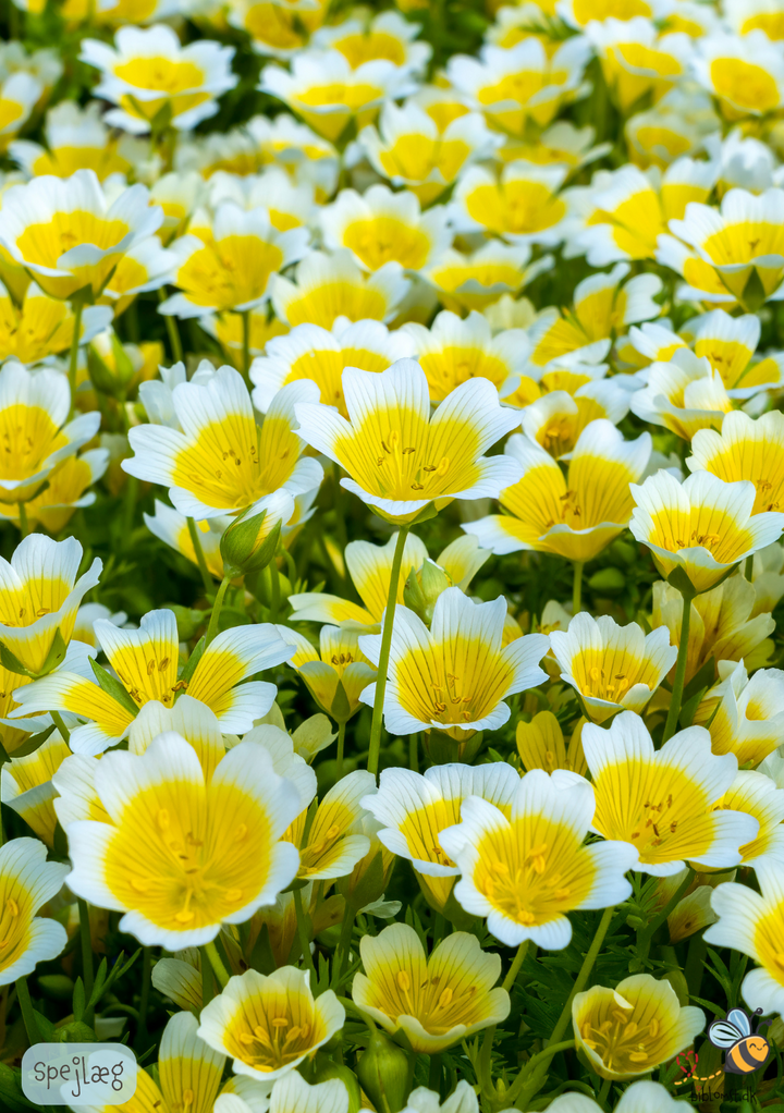 Spejlæg - Limnanthes douglasii