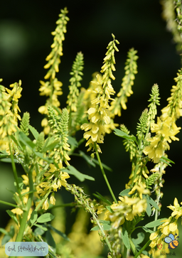 Stenkløver Gul - Melilotus officinalis