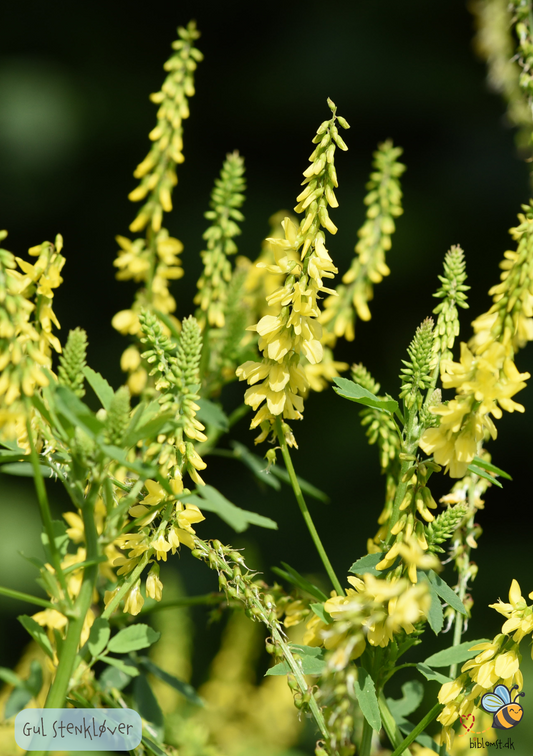 Stenkløver Gul - melilotus officinalis