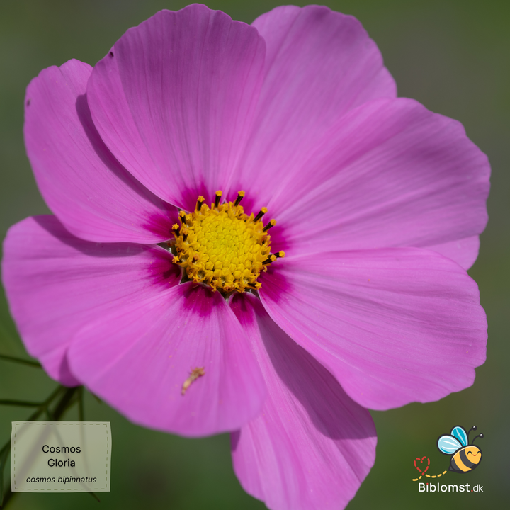 Stolt kavaler – Cosmos bipinnatus ’Gloria’