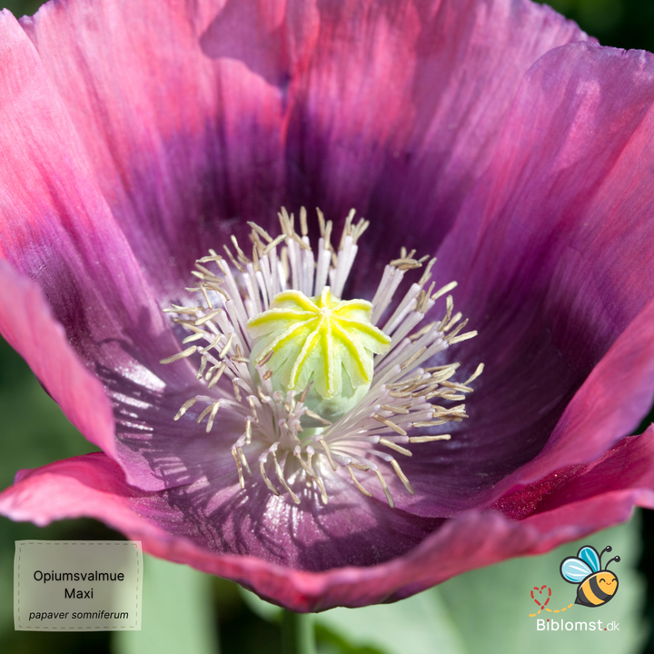 Storblomstret opiumsvalmue  MAXI – Papaver somniferum ’Maxi’