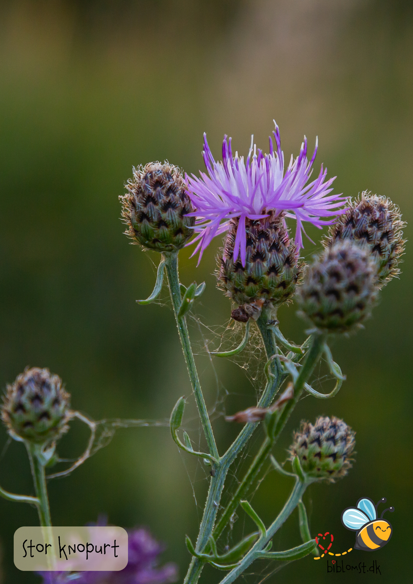 Stor knopurt – Centaurea scabiosa