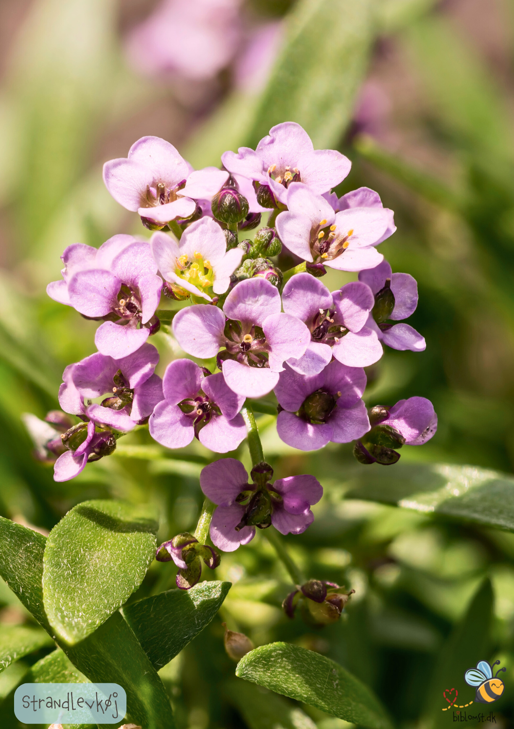 Strandlevkøj - malcolmia maritima