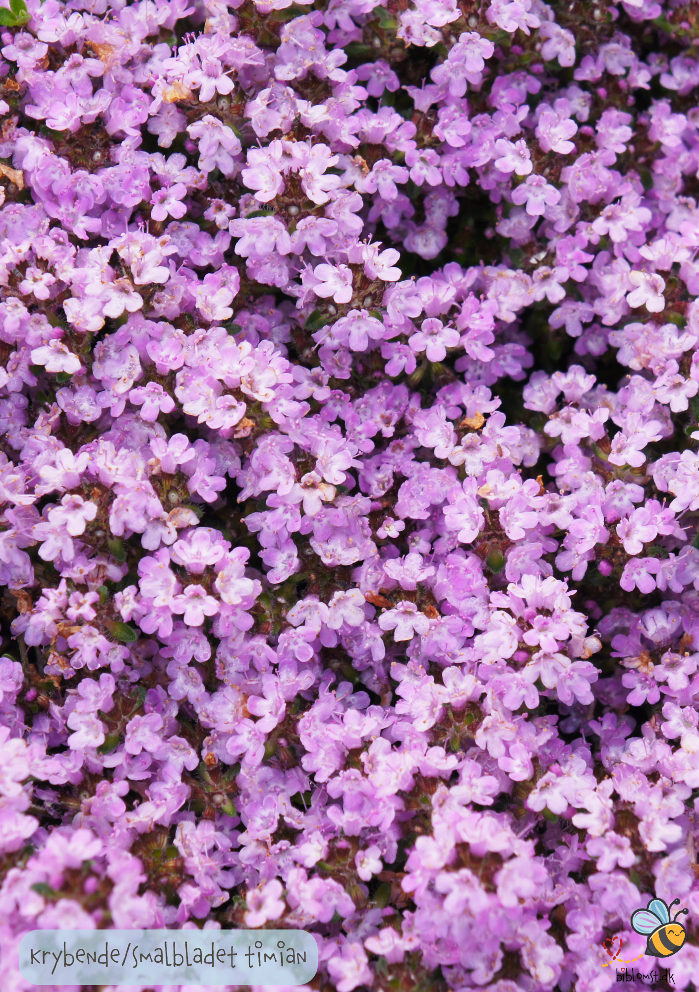 Timian 'Purple Creeping' - thymus serpyllum