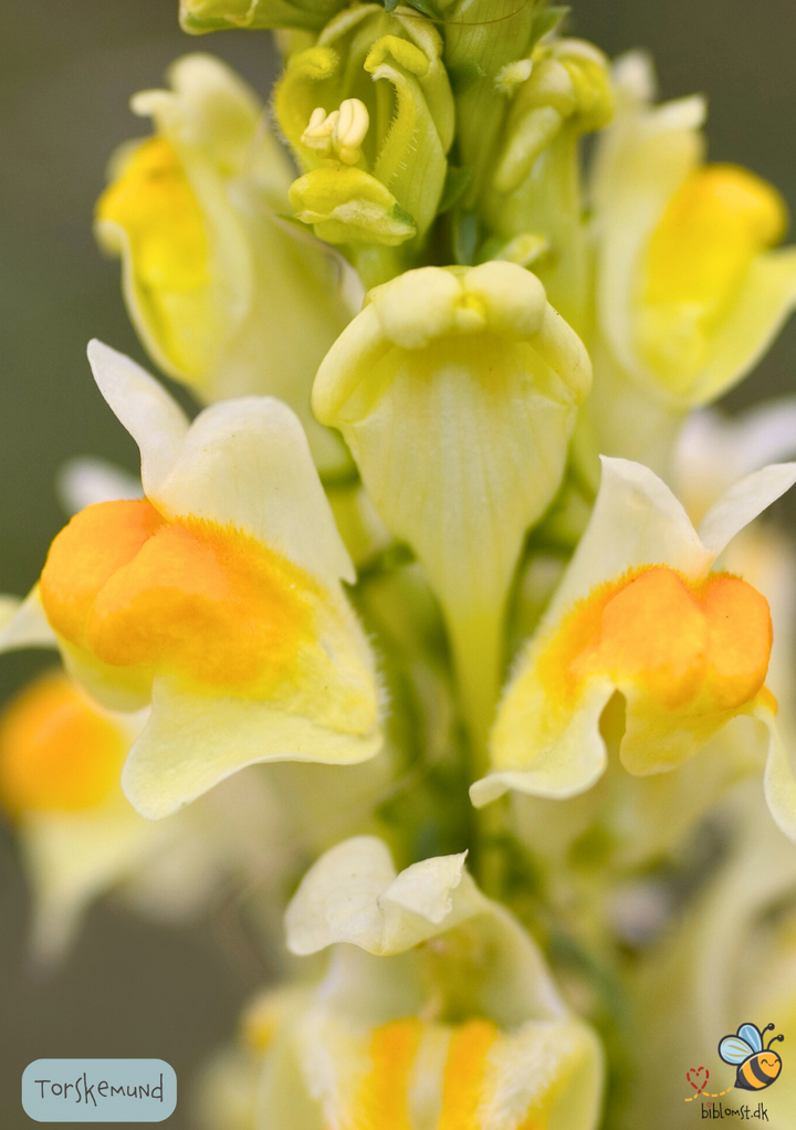 Torskemund - Linaria vulgaris