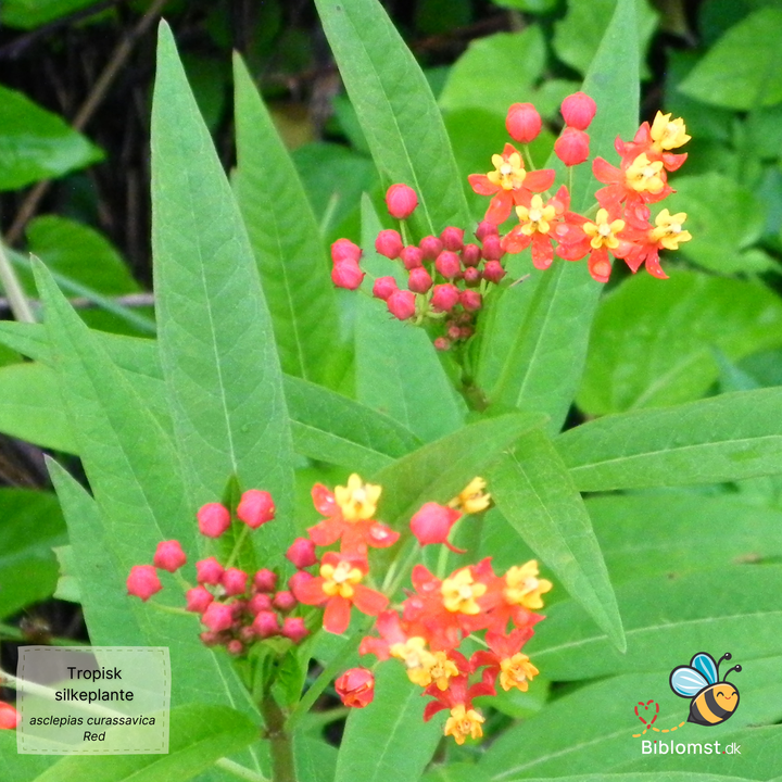 Tropisk silkeplante – Asclepias curassavica ‘Red’