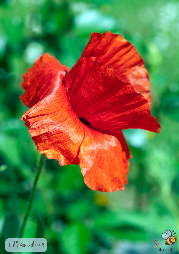 Tulipanvalmue - papaver glaucum