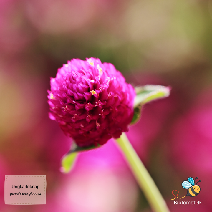 Ungkarleknap – Gomphrena globosa