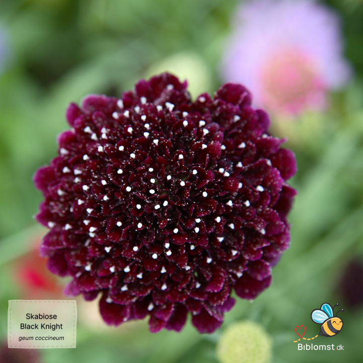 Skabiose 'Black Knight' – Scabiosa atropurpurea