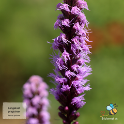 Langakset pragtskær Pink - Liatris spicata