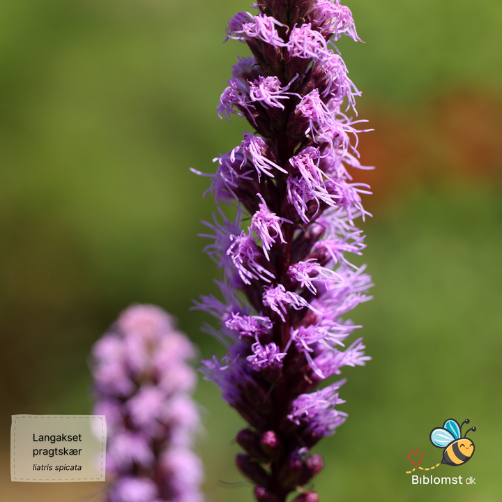 Langakset pragtskær Pink - Liatris spicata