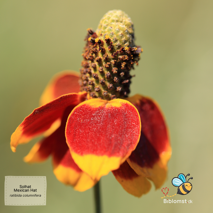 Solhat Mexican Hat - Ratibida columnifera