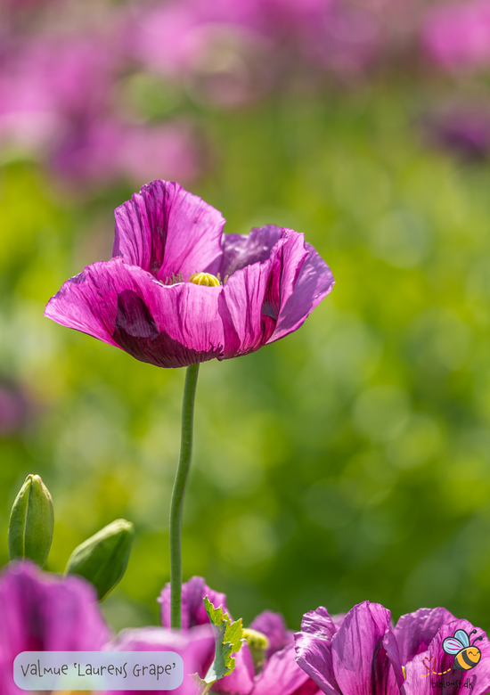Valmue - Papaver somniferum 'Lauren's Grape' – biblomst