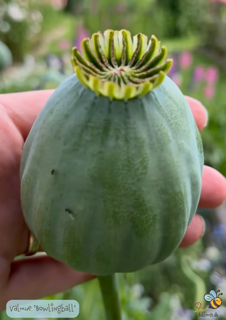 Valmuen 'Bowling Ball' (Papaver somniferum)