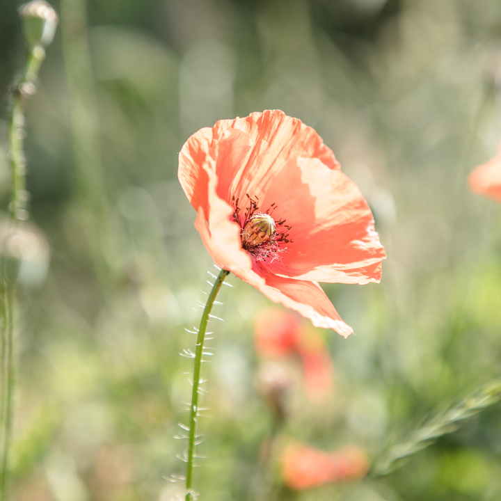 Shirley valmue mix, enkeltblomstret - Papaver rhoeas &