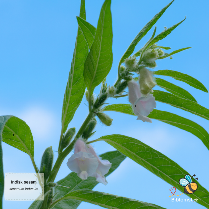 Sesam - sesamum indicum L.