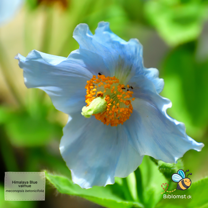 Himalayan blue valmue - Meconopsis betonicifolia