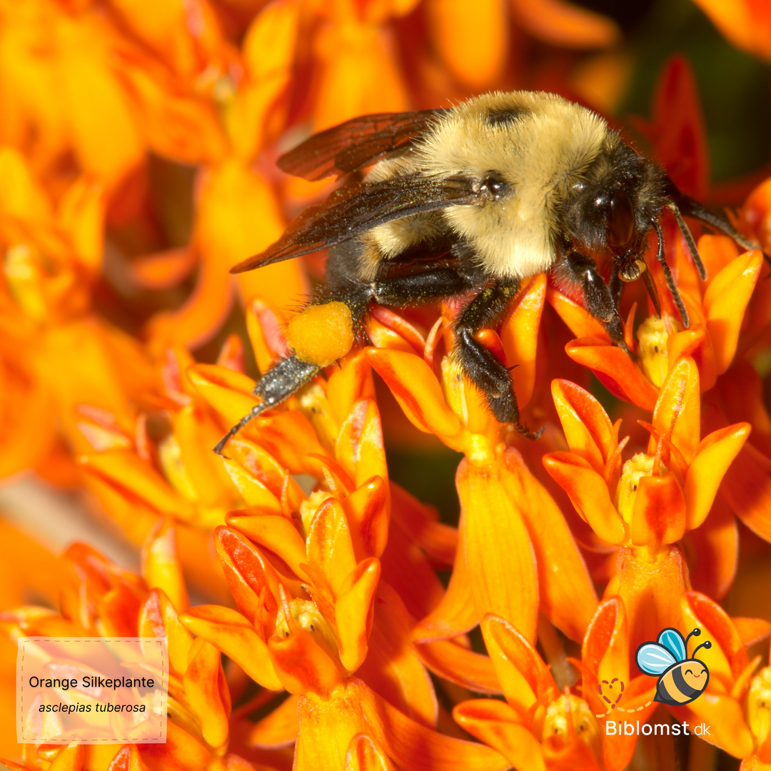 Silkeplante Orange - butterfly weed (asclepias tuberosa)