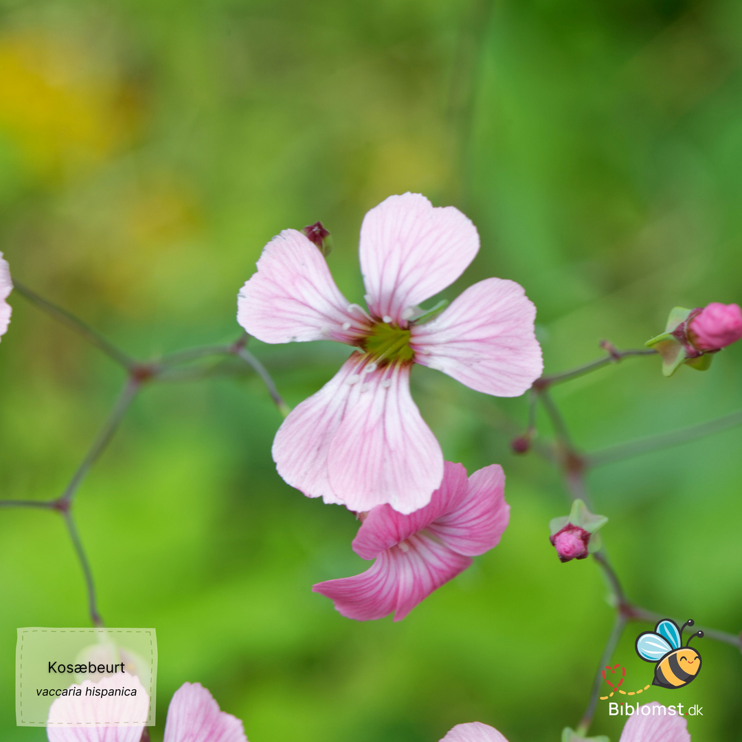 Kosæbeurt - saponaria vaccaria