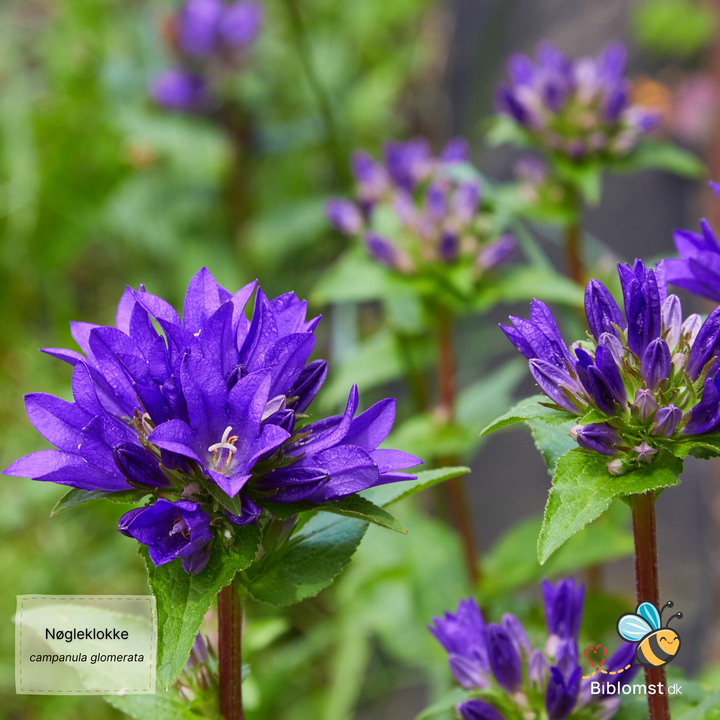 Nøgleklokke Superba Odessa - Campanula glomerata