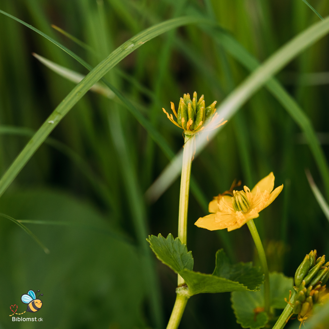 Engkabbeleje - Caltha palustris