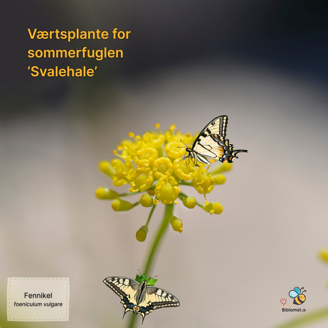 Fennikel - foeniculum vulgare