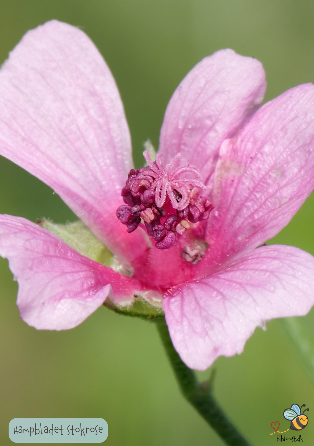 Hampbladet stokrose - Althaea cannabina