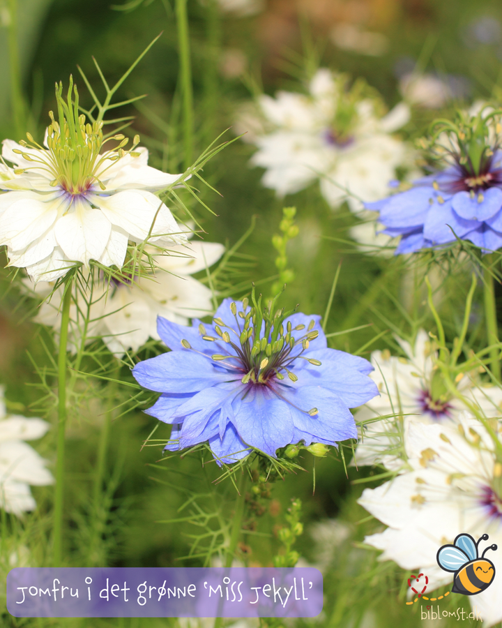 Jomfru i det grønne – Nigella damascena ‘Miss Jekyll Mix’
