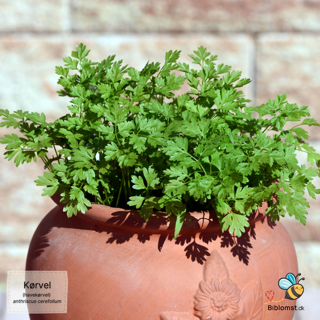 Havekørvel – Anthriscus cerefolium