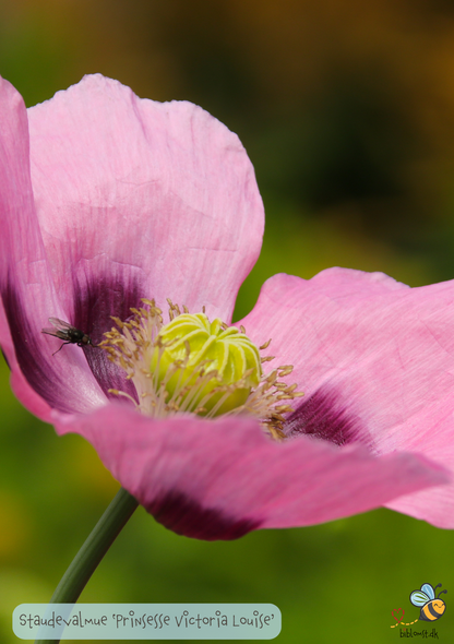 Prinsesse Victoria Louise, Staudevalmue - Papaver orientale