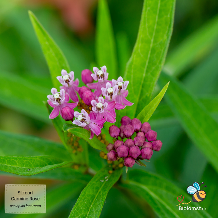 Silkeurt 'Carmine Rose' - Asclepias incarnata