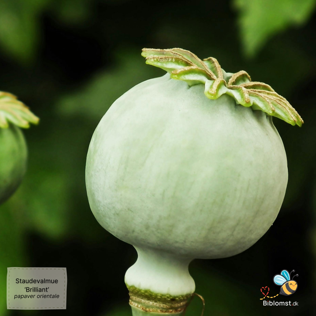 Staudevalmue 'Brilliant' - papaver orientale