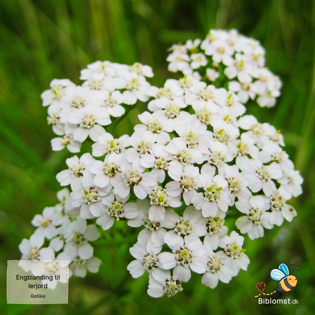 Biblomst - Engblanding til lerjord