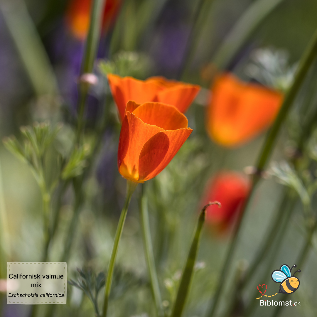 Californisk valmue, mix – Eschscholzia californica