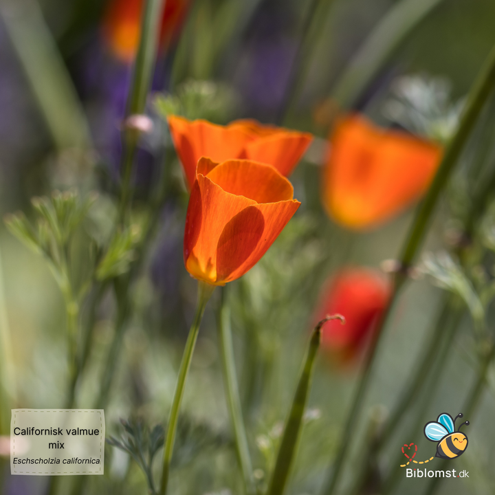 Californisk valmue, mix – Eschscholzia californica
