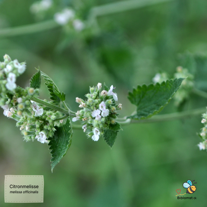 Citronmelisse - melissa officinalis