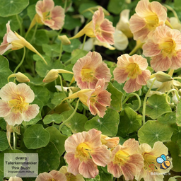 Tallerkensmækker ’Tip Top Pink Blush’ – Tropaeolum minus (dværg-udgave)