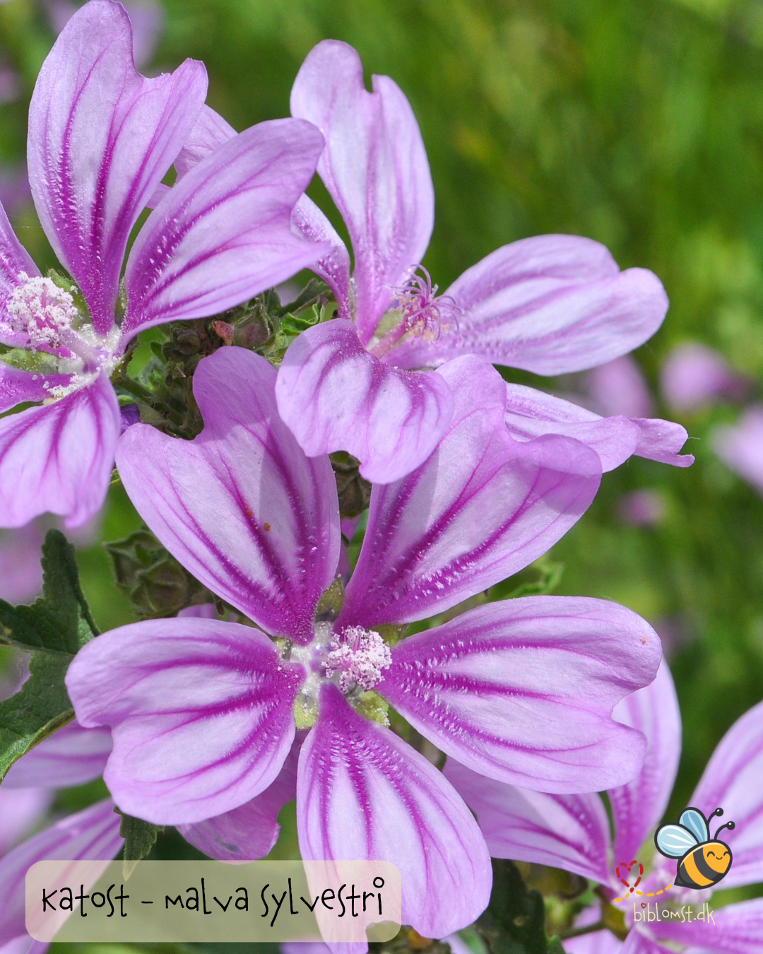 Katost - Malva sylvestris