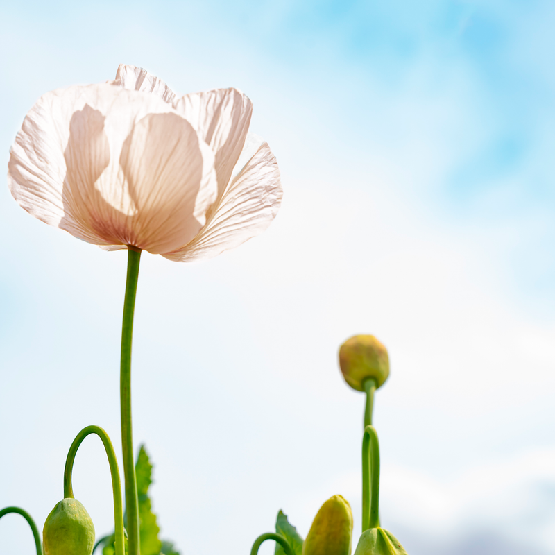 Pæonvalmue 'Double Cream' (Papaver paeoniflorum)