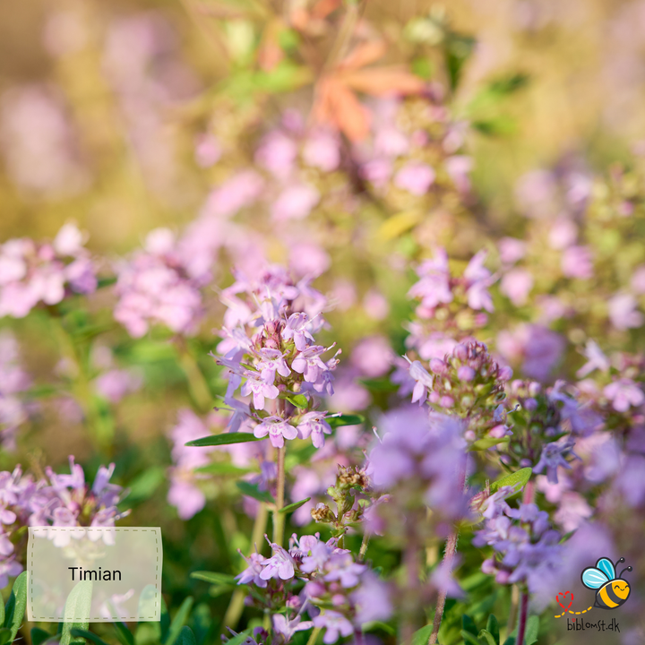 Timian - thymus vulgaris