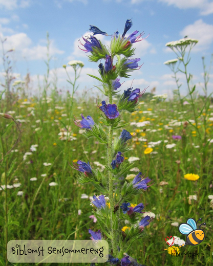 Biblomst sommereng – kultur- og naturhistorie i blomster