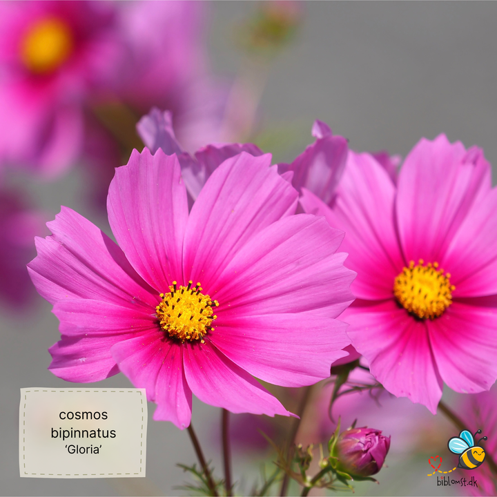 Stolt kavaler – Cosmos bipinnatus ’Gloria’