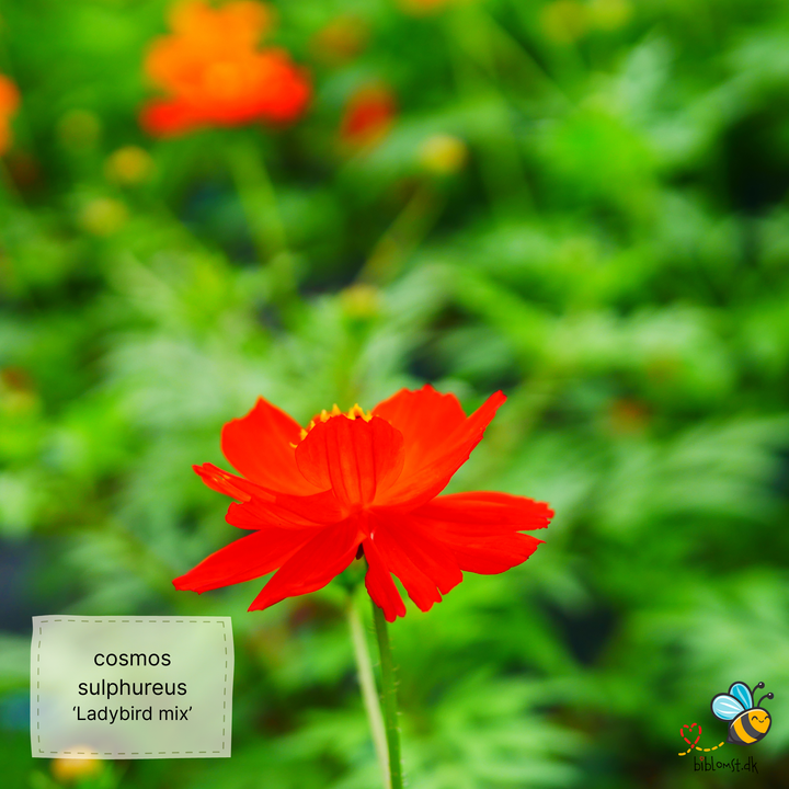 Kosmos - 'Ladybird' - cosmos sulphureus ladybird mix