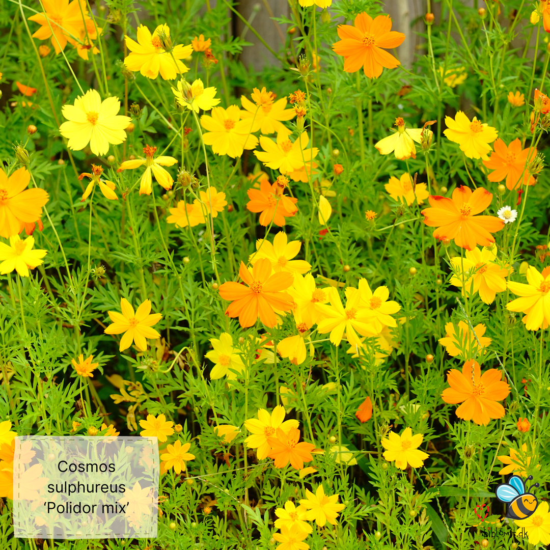 Stolt kavaler/kosmos 22 forskellige slags