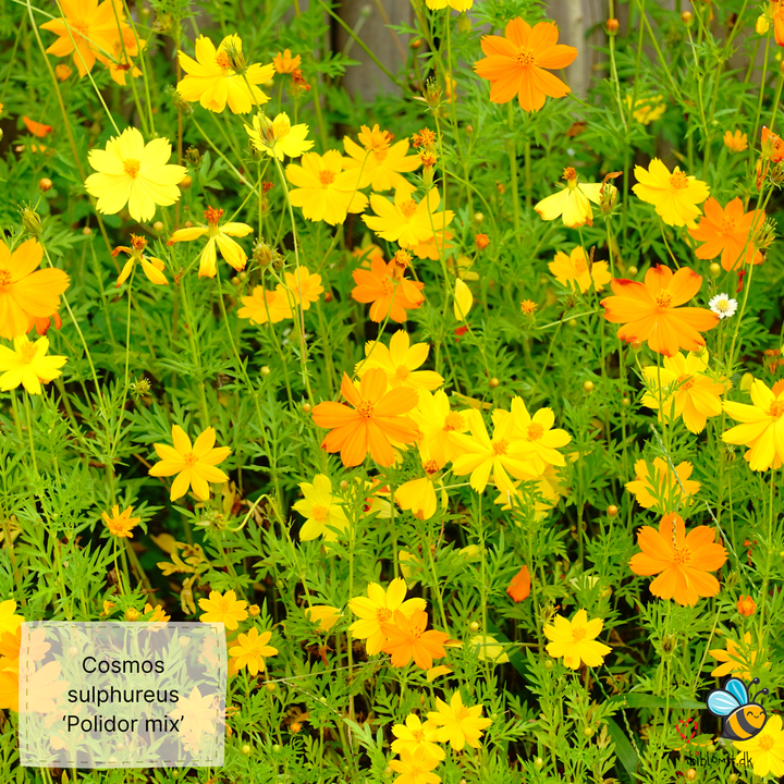 Stolt kavaler/kosmos 22 forskellige slags