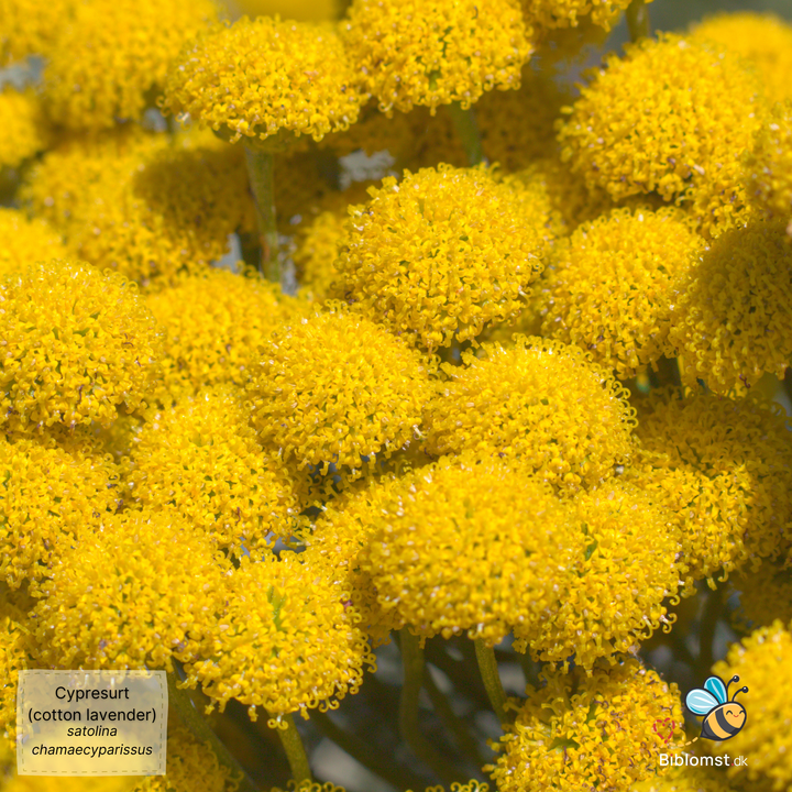 Cypresurt – Santolina chamaecyparissus (Lavender Cotton)